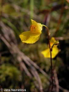 Utricularia ochroleuca – bublinatka bledožlutá