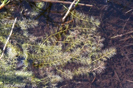 Utricularia intermedia agg. – okruh bublinatky prostřední