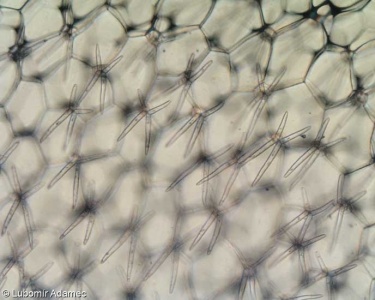Utricularia intermedia agg. – okruh bublinatky prostřední