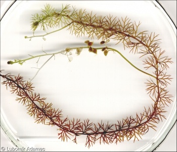 Utricularia intermedia agg. – okruh bublinatky prostřední