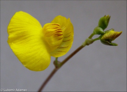 Utricularia intermedia agg. – okruh bublinatky prostřední