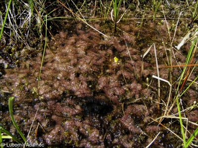 Utricularia intermedia agg. – okruh bublinatky prostřední