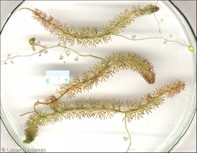 Utricularia intermedia agg. – okruh bublinatky prostřední