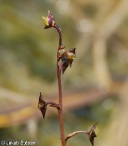 Utricularia vulgaris agg. – okruh bublinatky obecné
