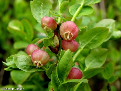 Vaccinium myrtillus – brusnice borůvka, borůvka