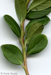Vaccinium vitis-idaea – brusnice brusinka, brusinka