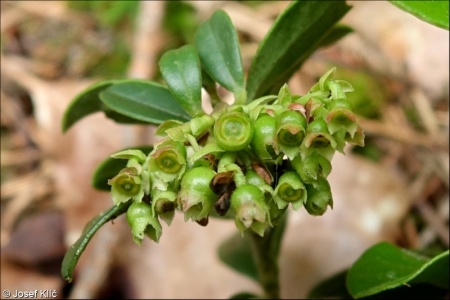 Vaccinium vitis-idaea subsp. vitis-idaea – brusnice brusinka pravá, brusinka