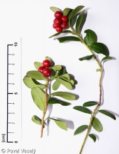 Vaccinium vitis-idaea subsp. vitis-idaea – brusnice brusinka pravá, brusinka