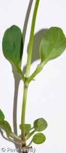 Valeriana dioica agg. – okruh kozlíku dvoudomého