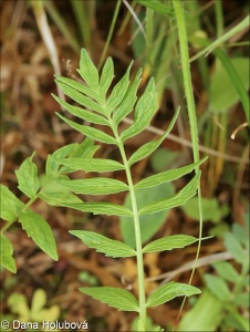 Valeriana excelsa subsp. excelsa – kozlík výběžkatý pravý