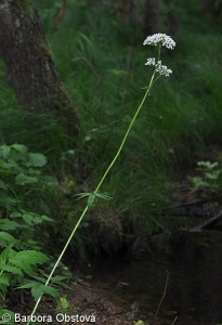 Valeriana officinalis agg. – okruh kozlíku lékařského