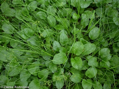 Valeriana simplicifolia – kozlík celolistý