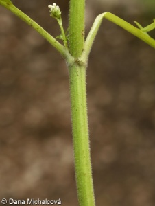 Valeriana stolonifera subsp. angustifolia