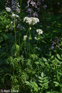 Valeriana stolonifera subsp. angustifolia – kozlík ukrajinský chlumní