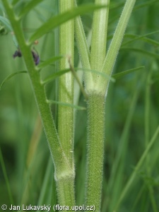 Valeriana stolonifera subsp. angustifolia – kozlík ukrajinský chlumní