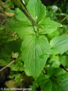 Valeriana tripteris subsp. austriaca – kozlík trojený rakouský