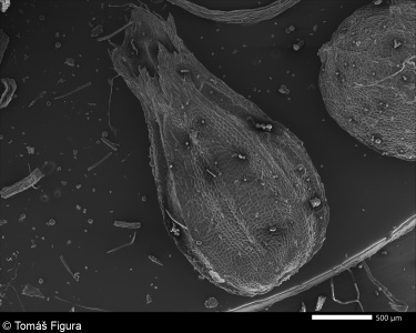 Valerianella dentata &ndash; kozlíček zubatý