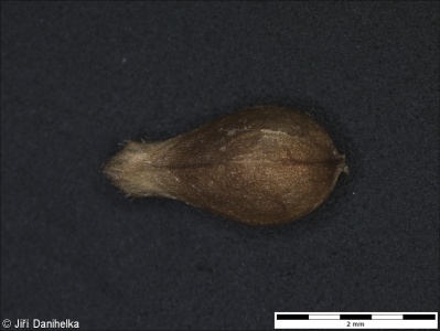 Valerianella dentata subsp. dentata – kozlíček zubatý pravý