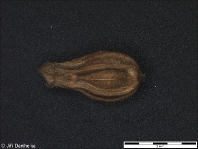 Valerianella dentata subsp. dentata – kozlíček zubatý pravý