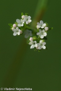 Valerianella dentata subsp. eriosperma – kozlíček zubatý vlnoplodý