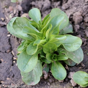 Valerianella locusta