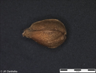 Valerianella rimosa – kozlíček štěrbinatý