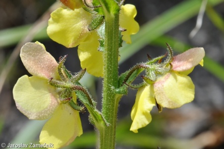 Verbascum blattaria – divizna švábovitá