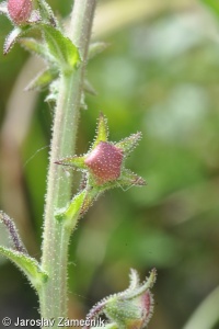 Verbascum blattaria – divizna švábovitá