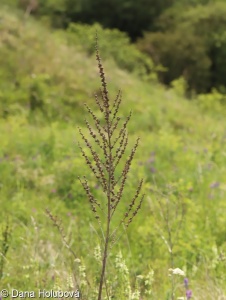 Verbascum chaixii subsp. austriacum – divizna jižní rakouská
