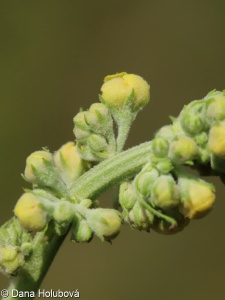 Verbascum chaixii subsp. austriacum