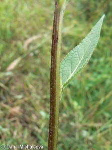 Verbascum chaixii subsp. austriacum – divizna jižní rakouská