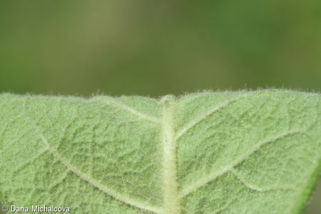 Verbascum densiflorum – divizna velkokvětá