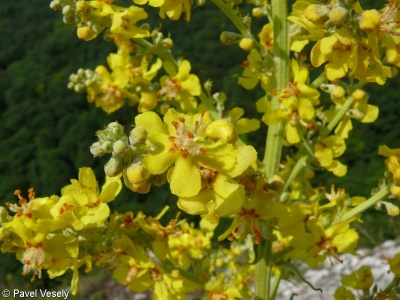 Verbascum lychnitis – divizna knotovitá