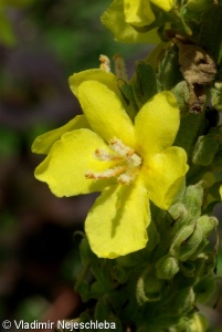 Verbascum lychnitis – divizna knotovitá
