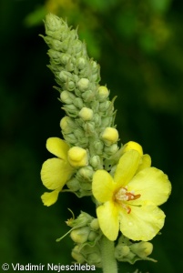 Verbascum phlomoides – divizna sápovitá