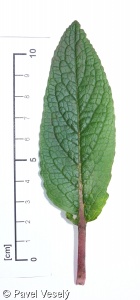 Verbascum phoeniceum – divizna brunátná