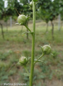 Verbascum phoeniceum – divizna brunátná
