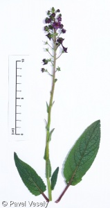 Verbascum phoeniceum subsp. phoeniceum – divizna brunátná pravá