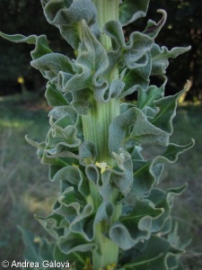 Verbascum speciosum subsp. speciosum – divizna ozdobná pravá