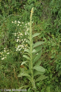 Verbascum thapsus – divizna malokvětá