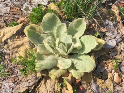 Verbascum thapsus subsp. thapsus – divizna malokvětá pravá
