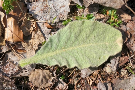 Verbascum thapsus – divizna malokvětá