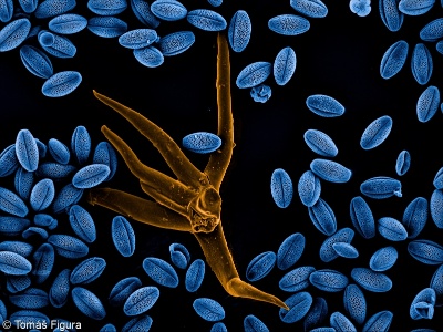 Verbascum thapsus &ndash; divizna malokvětá