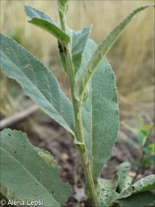 Verbascum ×semialbum – divizna černá × d. malokvětá