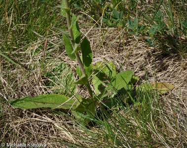 Verbascum ×rubiginosum – divizna brunátná × d. jižní