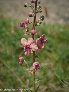 Verbascum ×rubiginosum – divizna brunátná × d. jižní