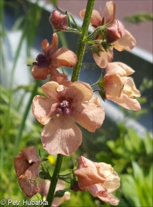 Verbascum ×rubiginosum – divizna brunátná × d. jižní