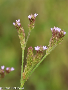 Verbena bonariensis – sporýš klasnatý