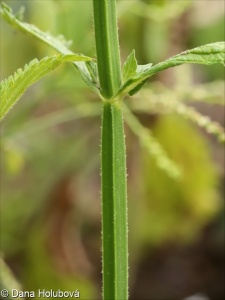 Verbena incompta – sporýš malokvětý