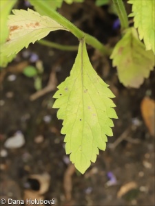 Verbena incompta – sporýš malokvětý